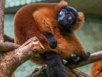 Roter Vari Lemur